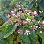 Clerodendrum trichotomum Квітка