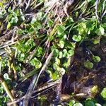 Ranunculus hederaceus Leaf