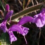 Salvia pratensis Blomst