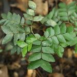 Gilletiodendron kisantuense Leaf