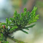 Juniperus foetidissima 叶