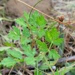 Peucedanum oreoselinum Leaf