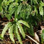 Adiantum hispidulum Blatt