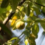 Myristica fragrans Fruit