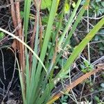 Libertia chilensis Blad