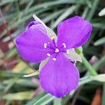 Tradescantia ohiensis Flower