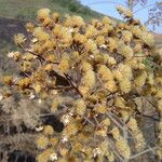 Vernonanthura ferruginea Flower