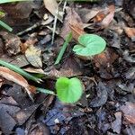 Dichondra carolinensis Tervik taim