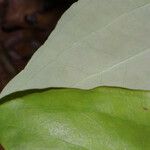 Smilax glauca ഇല