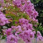 Lagerstroemia speciosaFloare