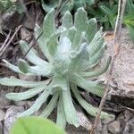 Bombycilaena discolor Leaf