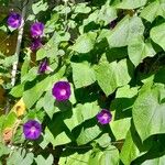 Ipomoea purpurea عادت داشتن