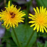 Crepis paludosa Flor