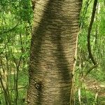 Betula alleghaniensis Kôra