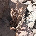 Pellaea ternifolia 整株植物