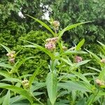 Asclepias incarnata 花