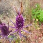 Eryngium leavenworthii 花