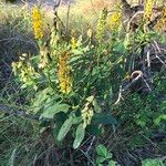 Crotalaria mitchellii Облик