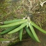 Bolusiella zenkeri Hoja