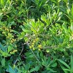 Pittosporum heterophyllum Folha