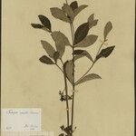 Fadogia obscura Other