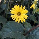 Silphium perfoliatum Flower