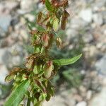 Rumex obtusifolius Flors