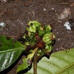 Psychotria globiceps Fruit