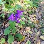 Campanula trachelium Blomst