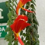 Columnea microphylla Flor