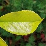 Rosa laevigata Leaf