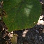 Dombeya wallichii Leaf