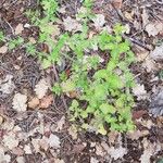 Clinopodium nepetaLeaf