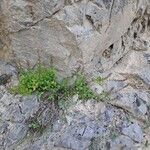 Teucrium lucidum Habit