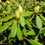 Rhododendron catawbiense Leaf