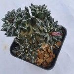 Ariocarpus kotschoubeyanus Deilen