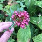 Centranthus ruber Квітка