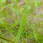 Lolium multiflorum Leaf