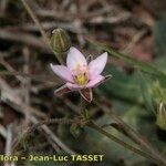 Rhodalsine geniculata Цветок