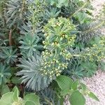 Euphorbia characias Lorea