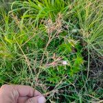 Iseilema anthephoroidesΛουλούδι