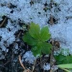 Sanicula europaea Blad
