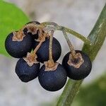 Solanum chenopodioides 果