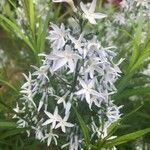 Amsonia tabernaemontanaFloro