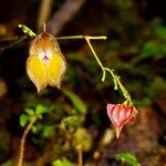 Lepanthes wendlandii Flower