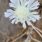 Lomelosia palaestina Flower