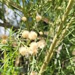 Baccharis sarothroides Flor