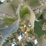 Tilia tomentosa Ffrwyth