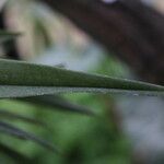 Octomeria grandiflora Delienn