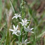 Ornithogalum narbonense Flower